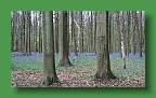 Hyacintenjogging (44)